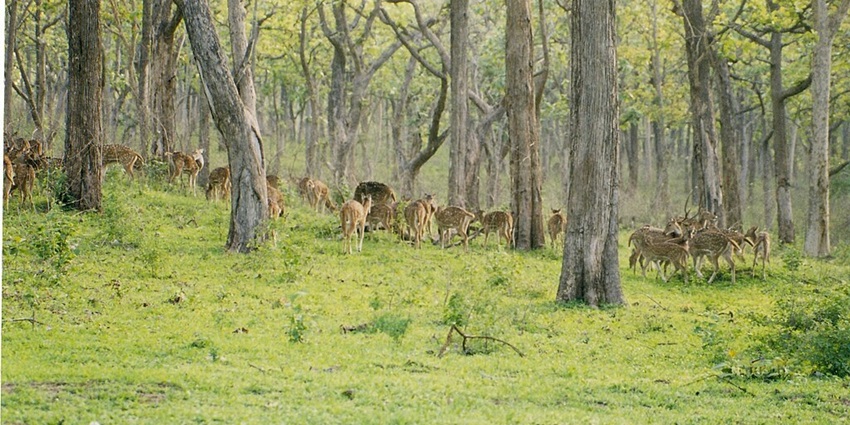 A picture of Bandipur National Park’s vast landscapes and rich wildlife in Masinagudi
