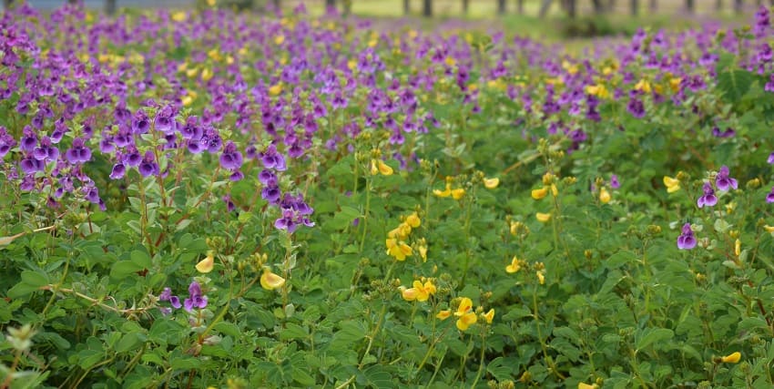 Botanical Gardens feature rare plants and endemic species near Kaas Plateau