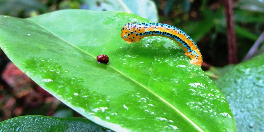 Marvelous butterflies in a Conservatory in Goa - One of the best things to do in Goa in April