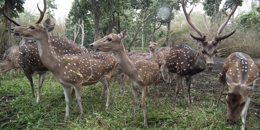 A group of spotted deer resting under trees in a shaded enclosure with lush greenery in the background