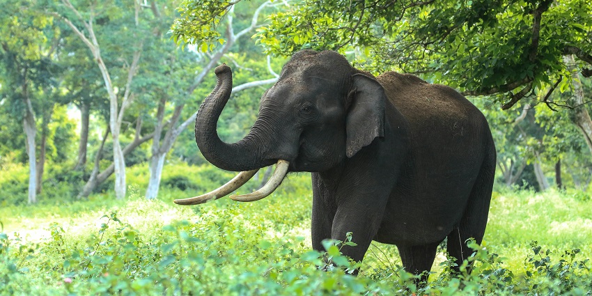 One of the top things to do at the sanctuary is to visit the Elephant Rehabilitation Centre.