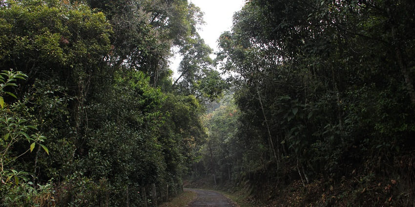 A picture of Longwood Shola Forest, which is an excellent spot for nature lovers.