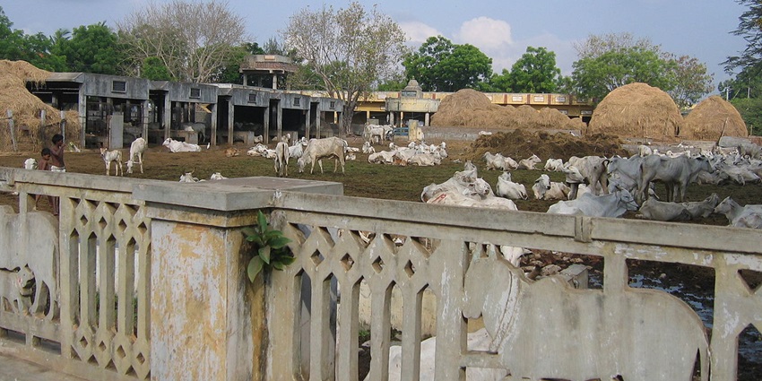 Visiting the sacred Goshala is one of the best things to do at Balumama Temple.