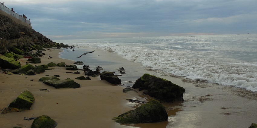 A picture of Tiruchendur beach with palm trees, one of the best things to do in Thiruchendur