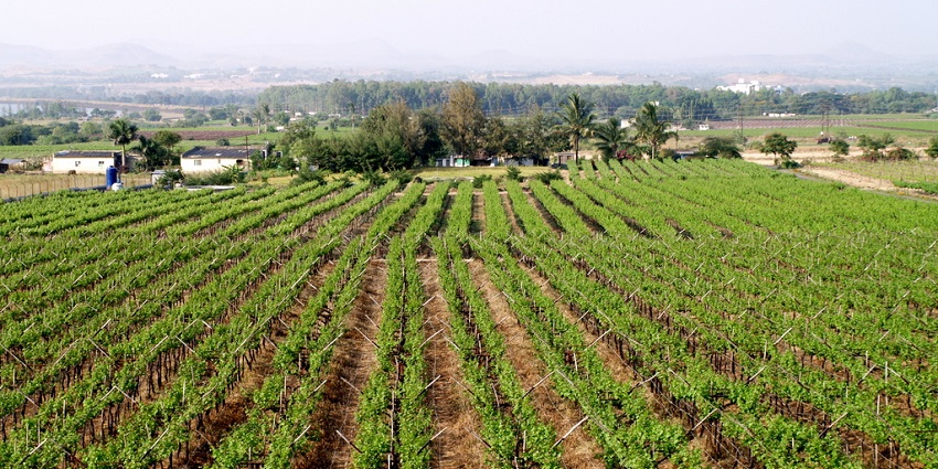 Green vineyards at Sula in Nashik showcasing the things to do in Nashik for wine lovers