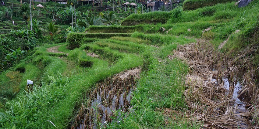 A picture of the rice fields in Tegalalang rice terraces popular in Ubud, Indonesia