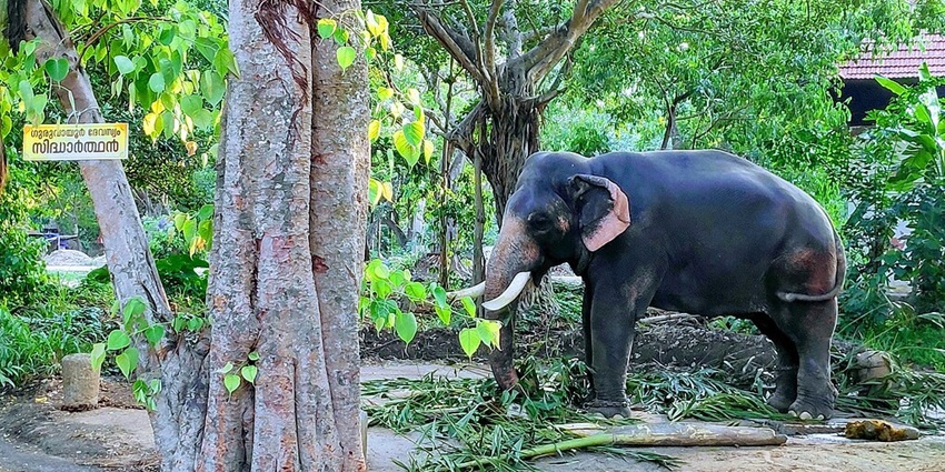 Elephants bathing and playing at Theppakadu Elephant Camp