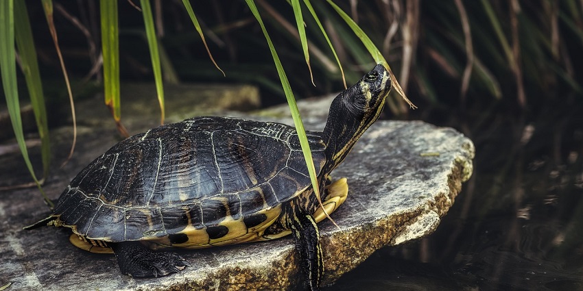A turtle resting on a rock near a pond surrounded by greenery.