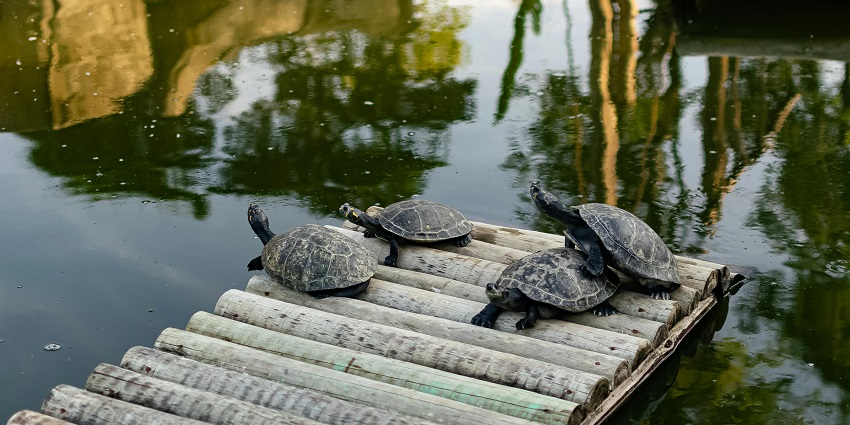 This beach is famous for turtle festival which is usually held between March and April
