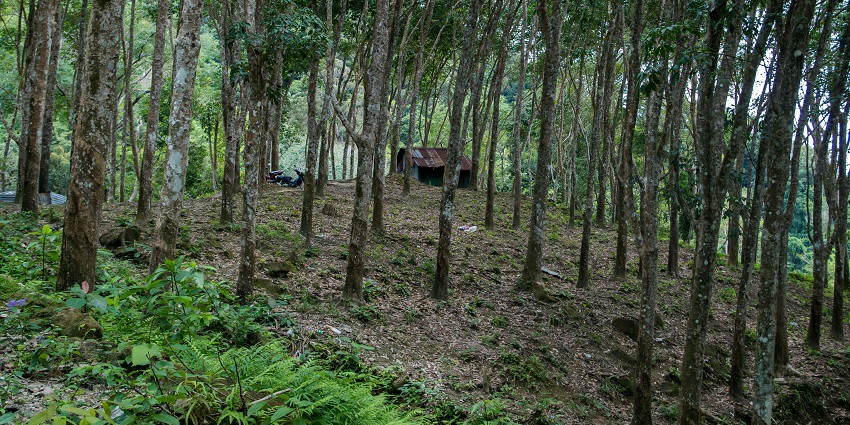 A glimpse of the Waki Woods featuring dense trees and a peaceful lake for camping.