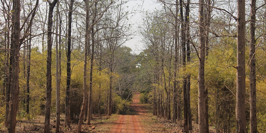 Waki Woods offer the perfect forest retreat to nature lovers and wildlife enthusiasts.