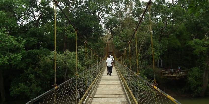 A long, scenic suspension bridge over a river with green surroundings , beautiful thing to see in Nisargadhama