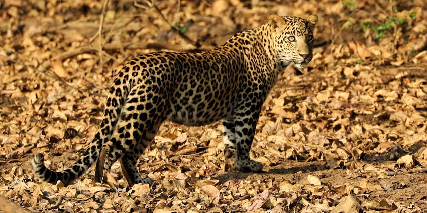 An image of a graceful leopard spotted at the Bhadra Wildlife Sanctuary.