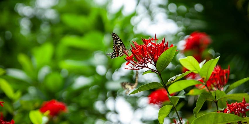 A vibrant butterfly resting on a flower with colorful wings in a garden filled with blooms