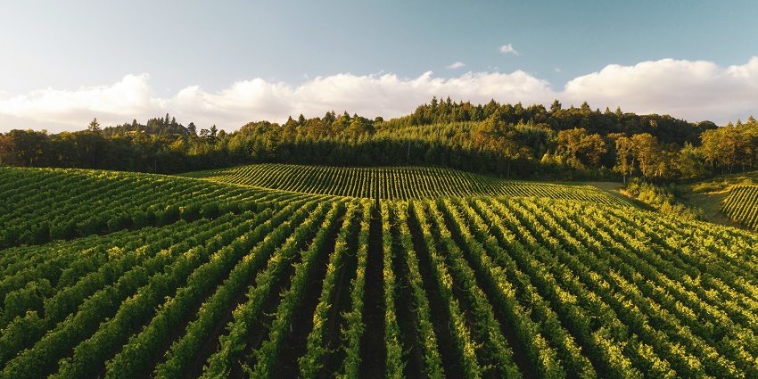 Visit the Grover Zampa Vineyards, one of the most unique things to do in Nandi hills