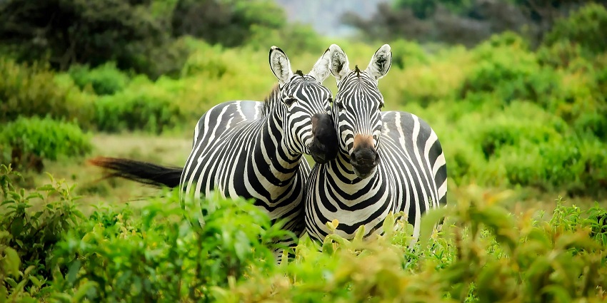 Image of two zebras standing amidst the lush landscapes of the wildlife sanctuary