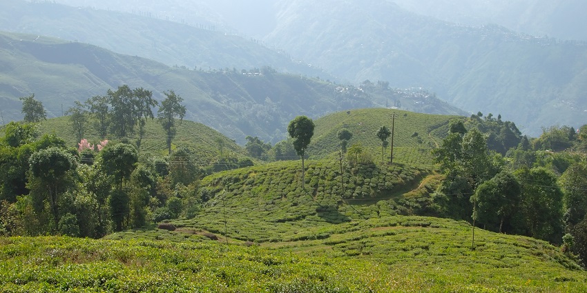 A picture of tea plantations in Coonoor, that offer a very serene atmosphere