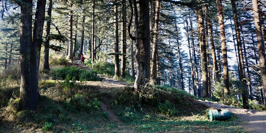 A glimpse of the lush green dense forests of Pethikuttai Forest Trail in Anaikatti area.