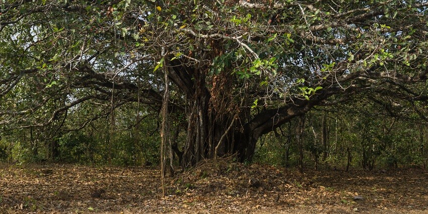 Discover the hidden Warkhand Caves amidst forests in Pernem, Goa.