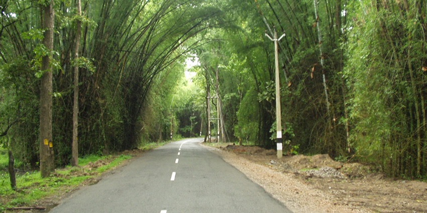 Take a nature walk on the Wayanad Bamboo Road