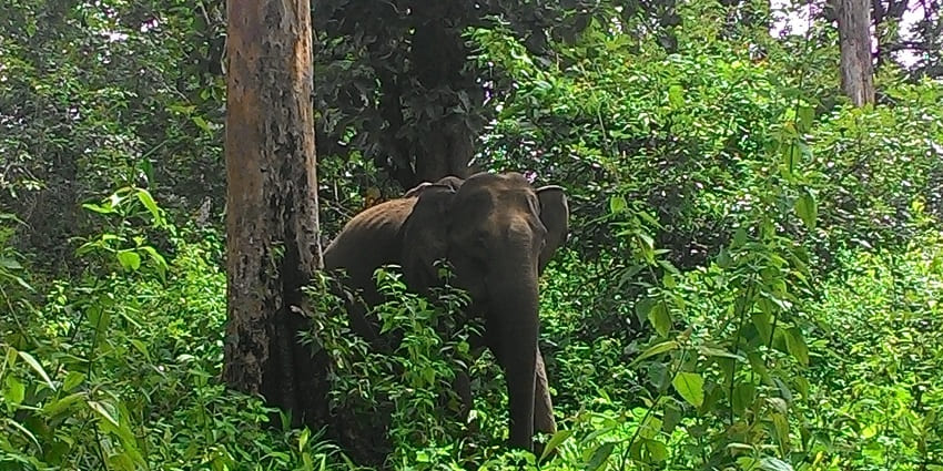 Wayanad Wildlife Sanctuary is among the best places to visit in Bandipur