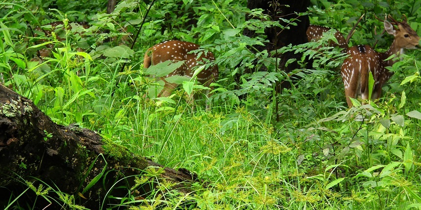 Wildlife Safari at Nagarhole offers thrilling encounters with diverse wildlife