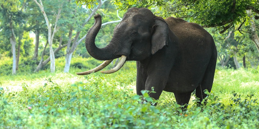 View of an elephant captured during jeep safari which is an exciting adventure in Kuno National Park.