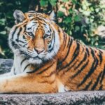 A view of a tiger spotted sitting on the lush grounds surrounded by green vegetation.