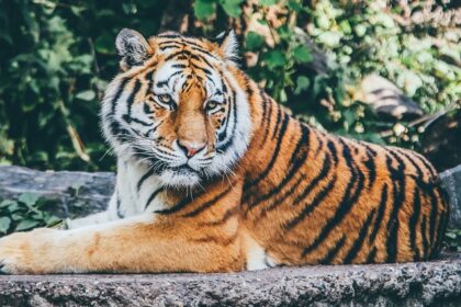 A view of a tiger spotted sitting on the lush grounds surrounded by green vegetation.