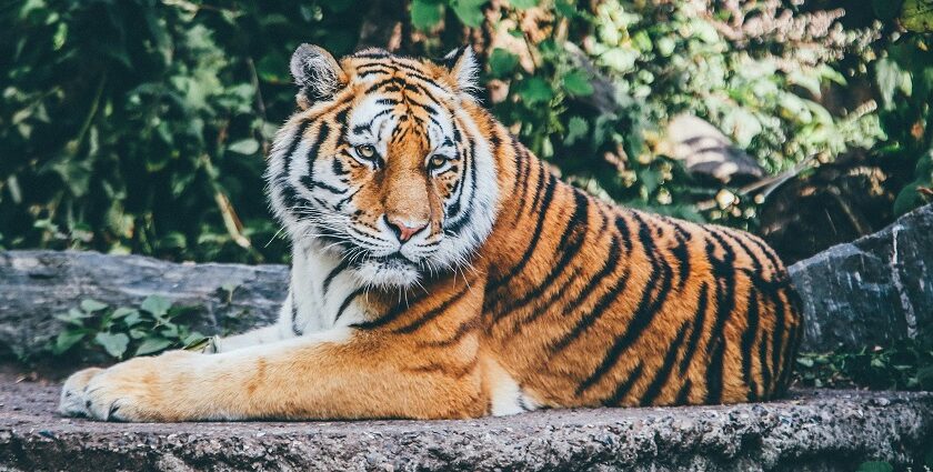 A view of a tiger spotted sitting on the lush grounds surrounded by green vegetation.