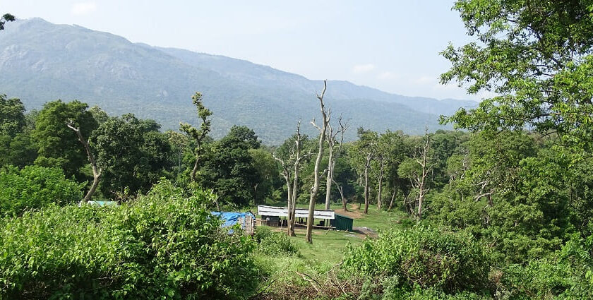 Image of the beautiful views of the Elephant camp at the Mudumalai Tiger Reserve