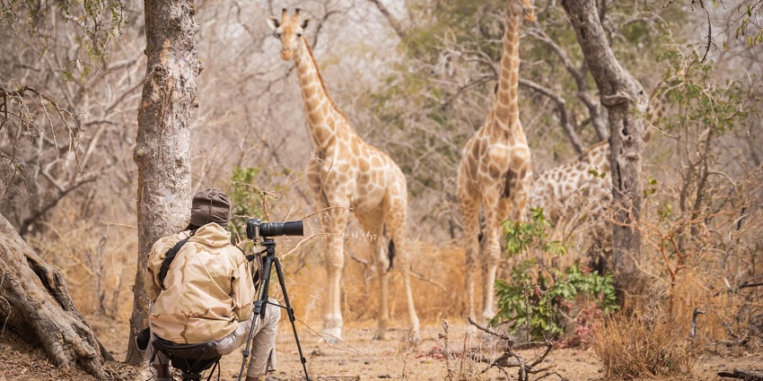 Capture animals in their natural habitats, showcasing behavior, landscapes, and rare species.