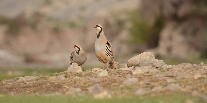 Chukar partridge is one of the rare species you can spot at this national park