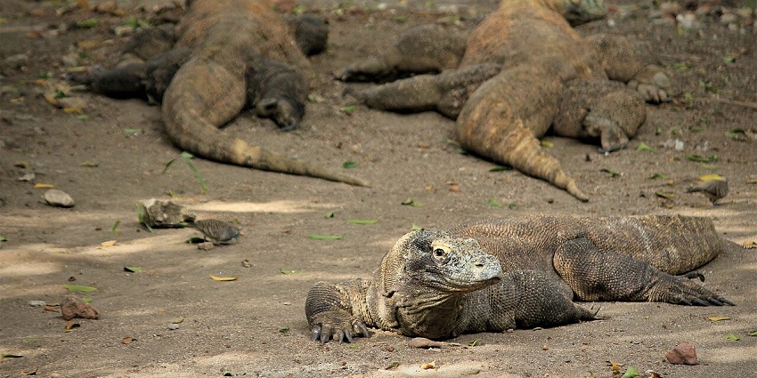 A picture of Komodo dragons spotted.