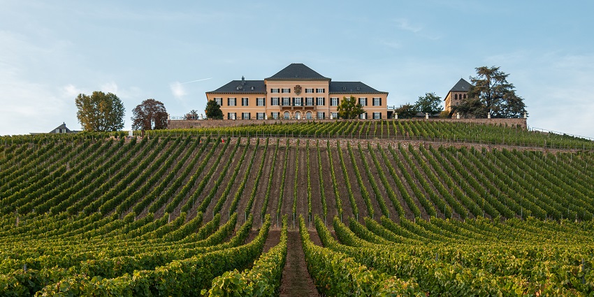 Vineyard featuring lush grapevines, scenic views, and wine-tasting experiences