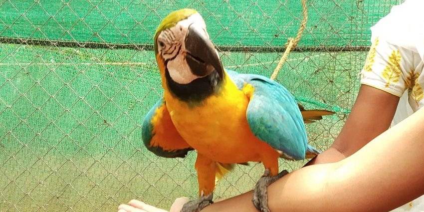 One of the best things to do in Vellore is to explore various bird species at Fundera Park
