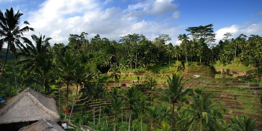 A view of water-filled rice terraces in Tegallalang District, one of the things to do in Bali.