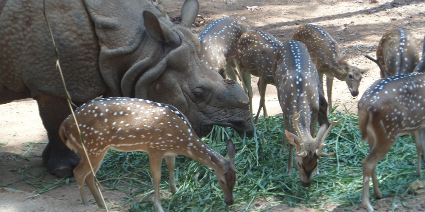 A picture of a rhino grazing grass with a flock of deer at a zoo in Vellore