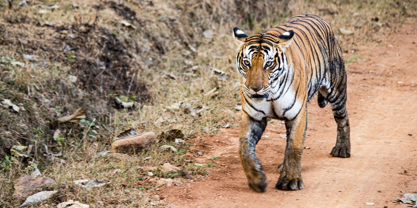 A tiger at Kalesar Wildlife Sanctuary, one of the top places to visit near Kurukshetra.