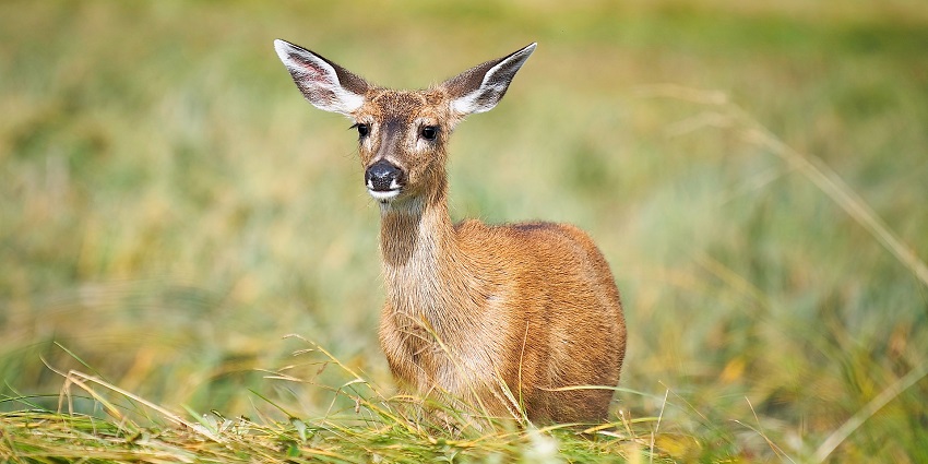 Spotted deer at the Yawal Wildlife Sanctuary, the sanctuary boasts rich biodiversity.