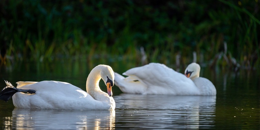 Elegant swans gracefully gliding on the lake water, a tourist attraction near Dharashiv Caves.