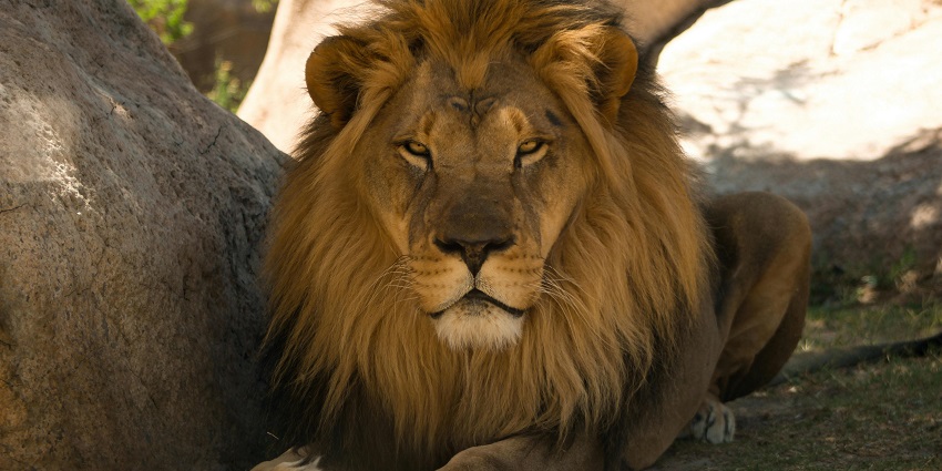An image of a lion resting in a wildlife sanctuary, showcasing tranquillity.