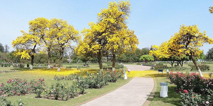 Zakir Hussain Rose Garden is one of the largest rose gardens in Asia that is spread across 30 acres