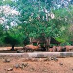 A landscape view of the Arignar Anna Zoological Park in Chennai along with its cows.