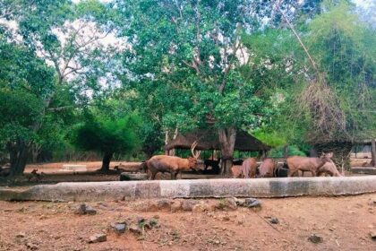 A landscape view of the Arignar Anna Zoological Park in Chennai along with its cows.