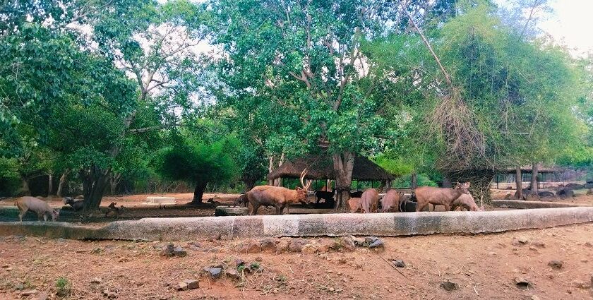 A landscape view of the Arignar Anna Zoological Park in Chennai along with its cows.