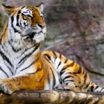 A tour to the best zoos near Vijayawada for a nature retreat for adventure seekers.