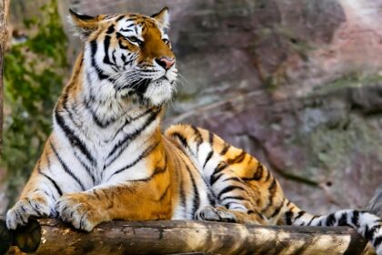 A tour to the best zoos near Vijayawada for a nature retreat for adventure seekers.