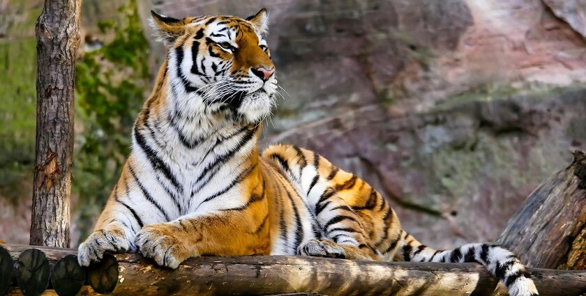 A tour to the best zoos near Vijayawada for a nature retreat for adventure seekers.