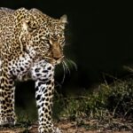 A way to Bondla Wildlife Sanctuary where you can spot different animals like leopards.